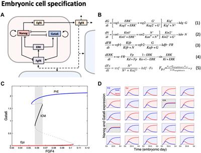 Computational insights in cell physiology